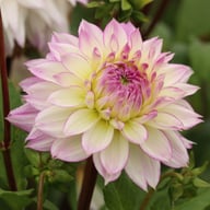 Crazy Love Dahlia Knöl