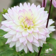 Crazy Love Dahlia Tuber