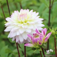 Crazy Love Dahlia Tuber