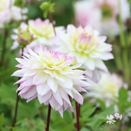 Crazy Love Dahlia Tuber
