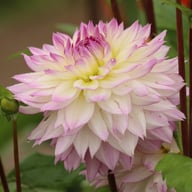 Crazy Love Dahlia Knöl