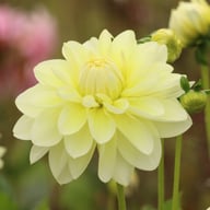 Creme Corner Dahlia Knöl