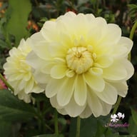 Creme Corner Dahlia Tuber