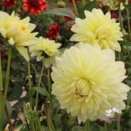 Creme Corner Dahlia Tuber