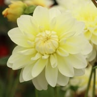Creme Corner Dahlia Knöl