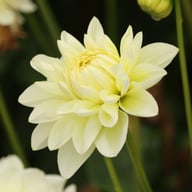 Creme Corner Dahlia Knöl