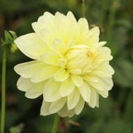 Creme Corner Dahlia Knöl
