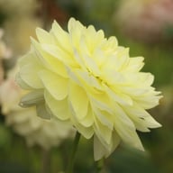 Creme Corner Dahlia Knöl