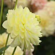 Creme Corner Dahlia Knöl