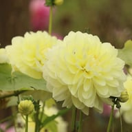 Creme Corner Dahlia Knöl