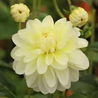Creme Corner Dahlia Knöl