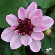 Crème de Cassis Dahlia Tuber