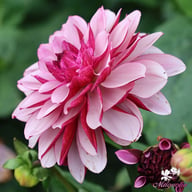 Crème de Cassis Dahlia Tuber