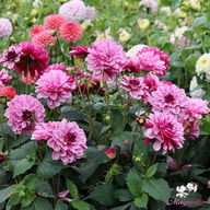 Crème de Cassis Dahlia Tuber