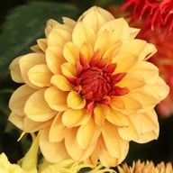 Crème De Cognac Dahlia Tuber