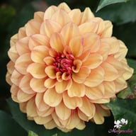 Crème De Cognac Dahlia Knöl