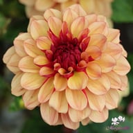 Crème De Cognac Dahlia Knöl