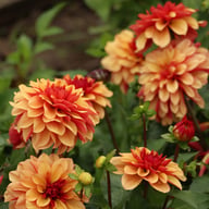 Crème De Cognac Dahlia Tuber