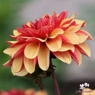 Crème De Cognac Dahlia Knöl