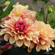 Crème De Cognac Dahlia Knöl