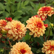 Crème De Cognac Dahlia Tuber