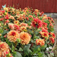 Crème De Cognac Dahlia Knöl