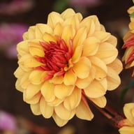 Crème De Cognac Dahlia Tuber