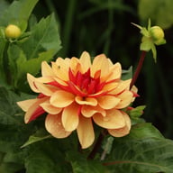 Crème De Cognac Dahlia Tuber