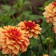 Crème De Cognac Dahlia Tuber