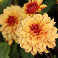 Crème De Cognac Dahlia Tuber