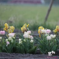 Creme Upstar Tulip Bulbs