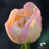 Creme Upstar Tulip Bulbs