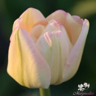 Creme Upstar Tulip Bulbs