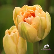 Creme Upstar Tulip Bulbs