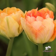 Creme Upstar Tulip Bulbs