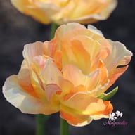 Creme Upstar Tulip Bulbs