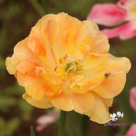 Creme Upstar Tulip Bulbs