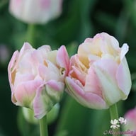 Creme Upstar Tulip Bulbs