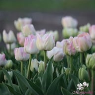 Creme Upstar Tulip Bulbs