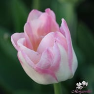 Creme Upstar Tulip Bulbs