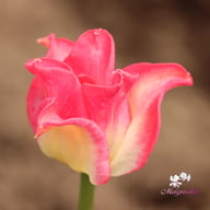 Crown of Dynasty Tulip Bulbs