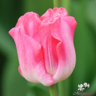 Crown of Dynasty Tulip Bulbs
