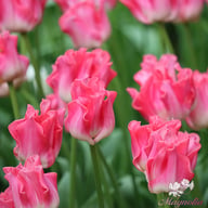 Crown of Dynasty Tulip Bulbs