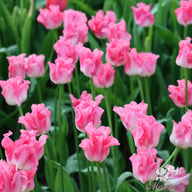 Crown of Dynasty Tulip Bulbs