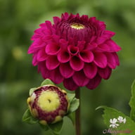 Cryfield Harmony Dahlia Knöl
