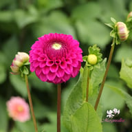 Cryfield Harmony Dahlia Knöl
