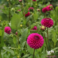 Cryfield Harmony Dahlia Knöl