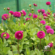 Cryfield Harmony Dahlia Knöl