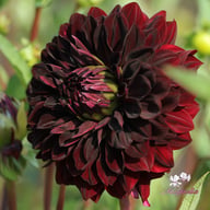 Czarny Charakter Dahlia Tuber