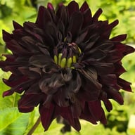 Czarny Charakter Dahlia Tuber